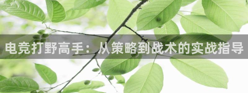 火博电竞网站：电竞打野高手：从策略到战术的实战指导